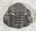 Enrolled Eldredgeops (Phacops) Trilobite - New York #54999-2